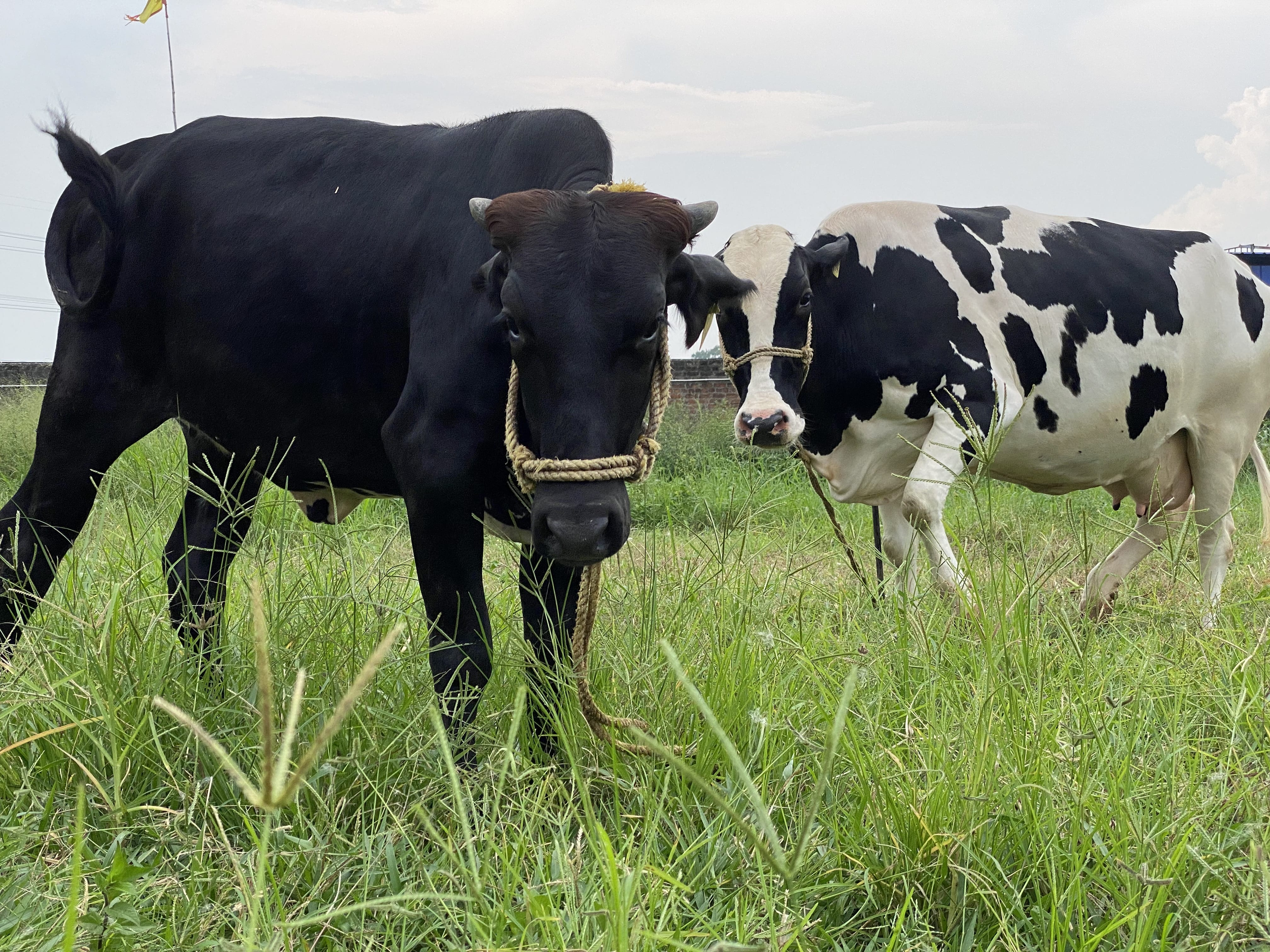 Discover Our Fresh Dairy Collection!