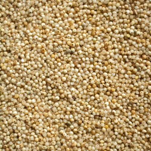 Barnyard Millet
