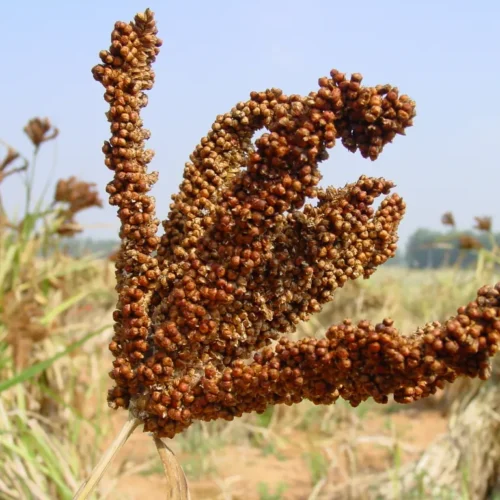 Finger Millet