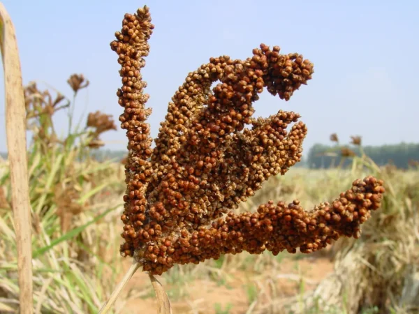 Finger Millet