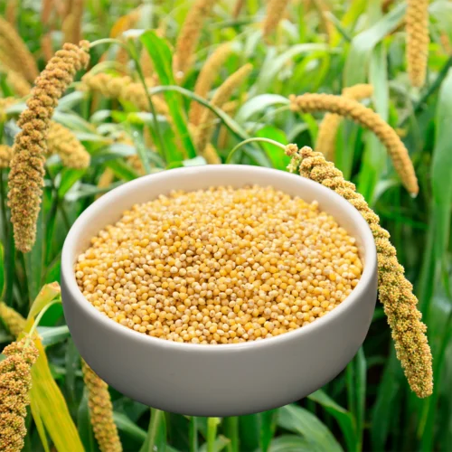 Foxtail Millets